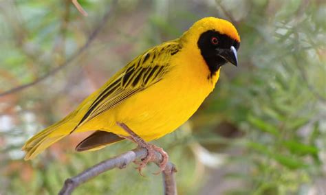  The Weaver Bird Reveals Secrets of Brazilian Folklore and Social Commentary?