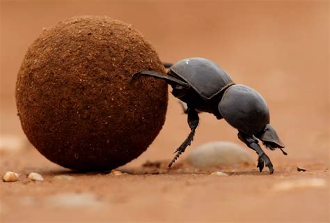  The Dung Beetle and the Moon: A 17th-Century Chinese Folk Tale Illustrating Perseverance and Unexpected Rewards!