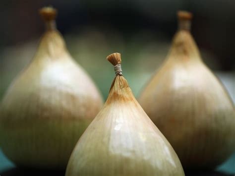 The Legend of Opie's Onion – A Strange Tale from 3rd Century America!