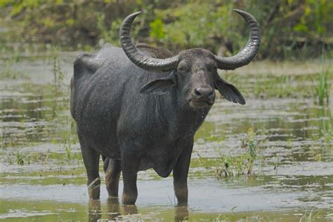  The Water Buffaloes Who Danced! -  A Vietnamese Folk Tale Exploring Cooperation and Harmony?