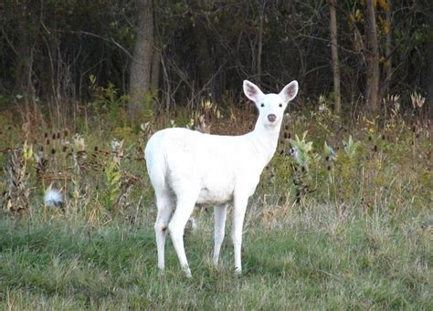 The White Doe - A Whimsical Tale Steeped in Italian Folklore and Enchanting Transformations!