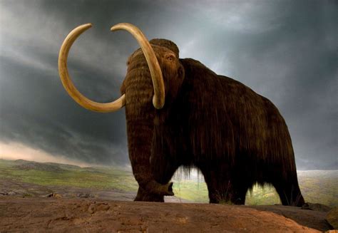  Woolly Mammoth's Lament! A Curious 15th Century Tale From Across the Pond.